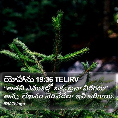 యోహాను 19:36 TELIRV Bible Verse Image
