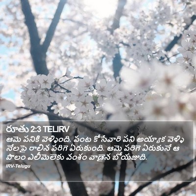 రూతు 2:3 TELIRV Bible Verse Image