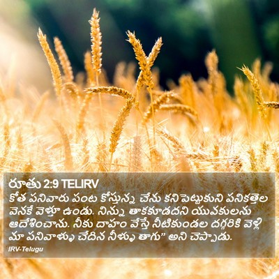 రూతు 2:9 TELIRV Bible Verse Image