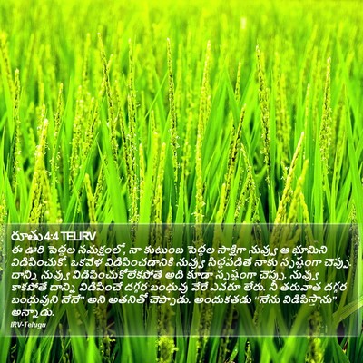 రూతు 4:4 TELIRV Bible Verse Image