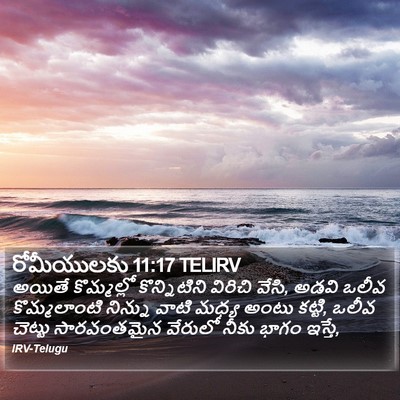 రోమీయులకు 11:17 TELIRV Bible Verse Image