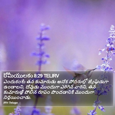 రోమీయులకు 8:29 TELIRV Bible Verse Image