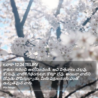 లూకా 12:24 TELIRV Bible Verse Image