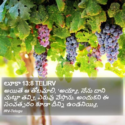 లూకా 13:8 TELIRV Bible Verse Image