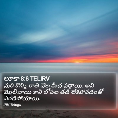లూకా 8:6 TELIRV Bible Verse Image