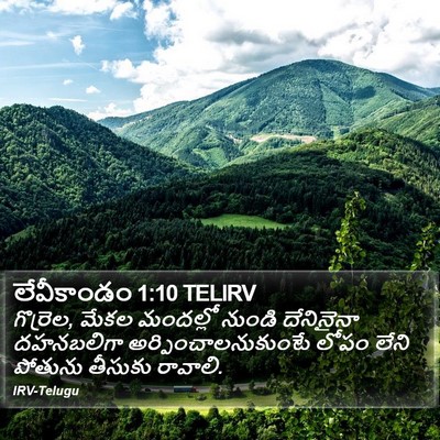 లేవీకాండం 1:10 TELIRV Bible Verse Image