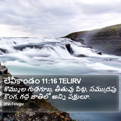 లేవీకాండం 11:16 TELIRV Bible Verse Image