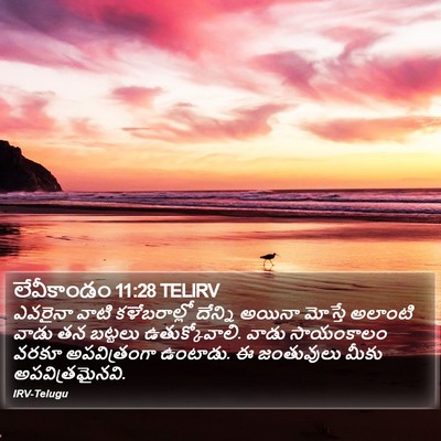 లేవీకాండం 11:28 TELIRV Bible Verse Image