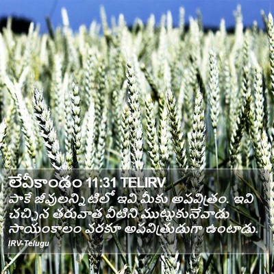 లేవీకాండం 11:31 TELIRV Bible Verse Image