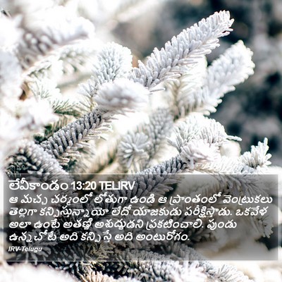 లేవీకాండం 13:20 TELIRV Bible Verse Image