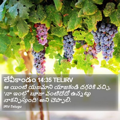 లేవీకాండం 14:35 TELIRV Bible Verse Image