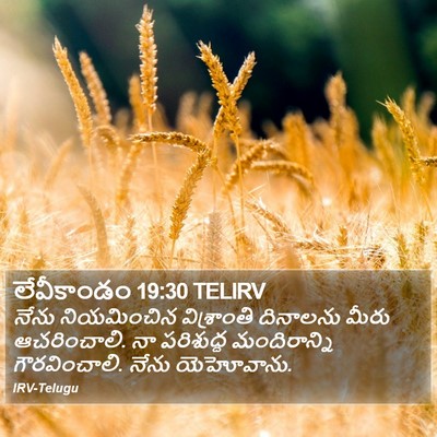 లేవీకాండం 19:30 TELIRV Bible Verse Image