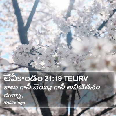 లేవీకాండం 21:19 TELIRV Bible Verse Image