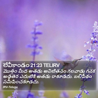 లేవీకాండం 21:23 TELIRV Bible Verse Image