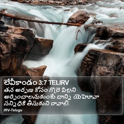 లేవీకాండం 3:7 TELIRV Bible Verse Image