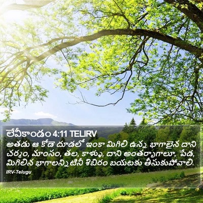 లేవీకాండం 4:11 TELIRV Bible Verse Image
