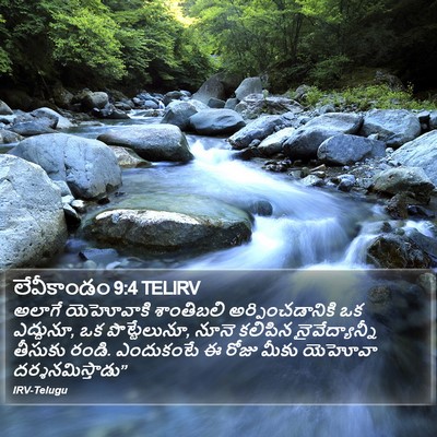 లేవీకాండం 9:4 TELIRV Bible Verse Image