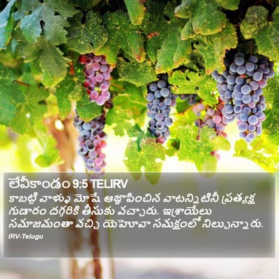 లేవీకాండం 9:5 TELIRV Bible Verse Image