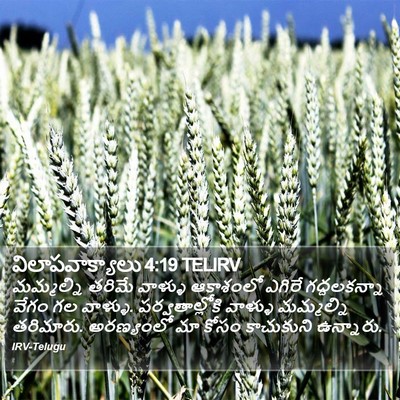 విలాపవాక్యాలు 4:19 TELIRV Bible Verse Image