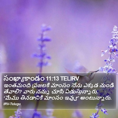 సంఖ్యాకాండం 11:13 TELIRV Bible Verse Image