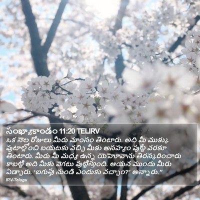 సంఖ్యాకాండం 11:20 TELIRV Bible Verse Image
