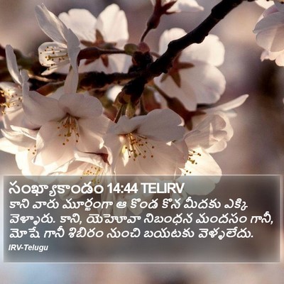 సంఖ్యాకాండం 14:44 TELIRV Bible Verse Image