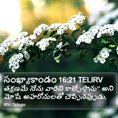 సంఖ్యాకాండం 16:21 TELIRV Bible Verse Image