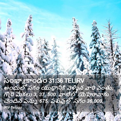 సంఖ్యాకాండం 31:36 TELIRV Bible Verse Image