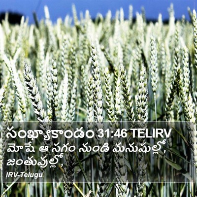 సంఖ్యాకాండం 31:46 TELIRV Bible Verse Image