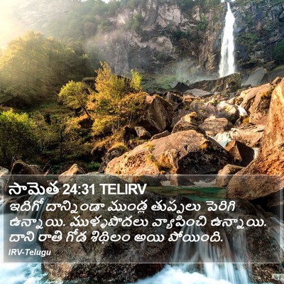 సామెత 24:31 TELIRV Bible Verse Image