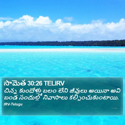 సామెత 30:26 TELIRV Bible Verse Image