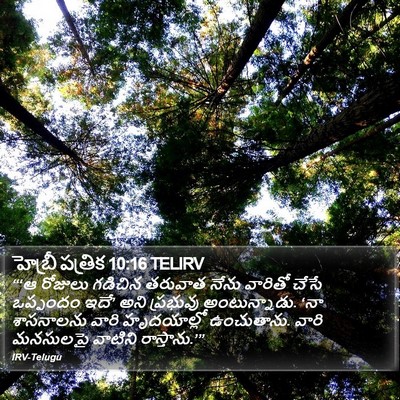హెబ్రీ పత్రిక 10:16 TELIRV Bible Verse Image