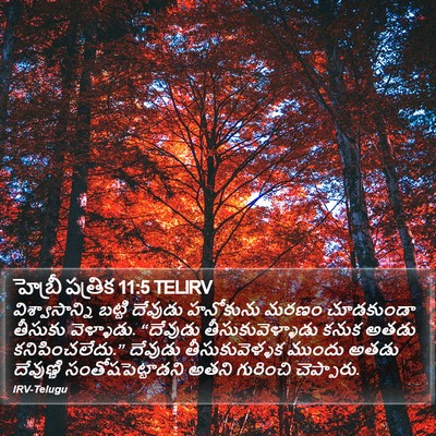 హెబ్రీ పత్రిక 11:5 TELIRV Bible Verse Image