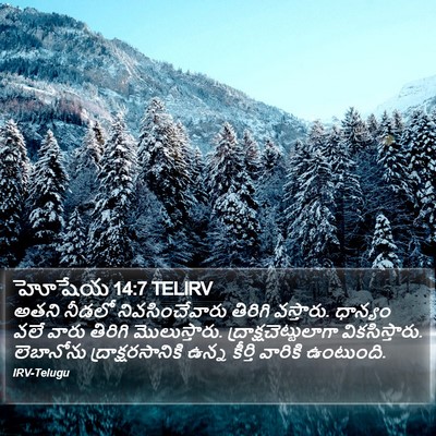 హోషేయ 14:7 TELIRV Bible Verse Image