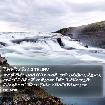 హోషేయ 4:3 TELIRV Bible Verse Image