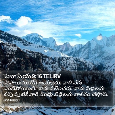హోషేయ 9:16 TELIRV Bible Verse Image