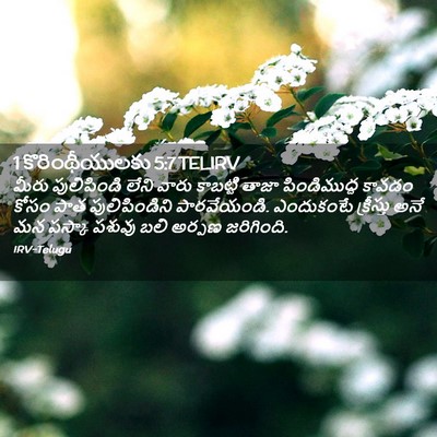 Picture 02 - 1 కొరింథీయులకు 5:7 TELIRV - మీరు పులిపిండి - Bible Verse Picture
