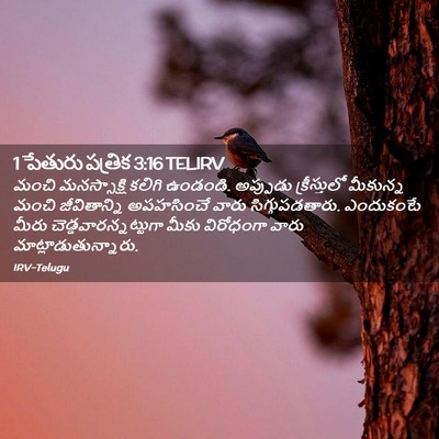 Picture 02 - 1 పేతురు పత్రిక 3:16 TELIRV - మంచి మనస్సాక్షి - Bible Verse Picture