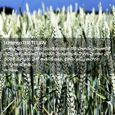 Picture 02 - 1 రాజులు 11:18 TELIRV - వాళ్ళు మిద్యాను - Bible Verse Picture