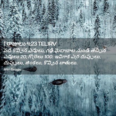 Picture 02 - 1 రాజులు 4:23 TELIRV - పది కొవ్విన - Bible Verse Picture