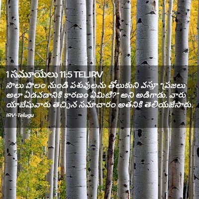 Picture 02 - 1 సమూయేలు 11:5 TELIRV - సౌలు పొలం నుండి - Bible Verse Picture