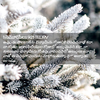 Picture 02 - 1 సమూయేలు 9:21 TELIRV - అప్పుడు సౌలు - Bible Verse Picture