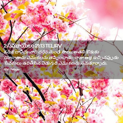 Picture 02 - 2 సమూయేలు 21:13 TELIRV - కనుక దావీదు వారి - Bible Verse Picture