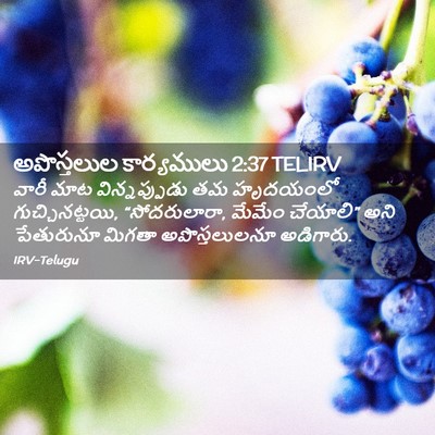 Picture 02 - అపొస్తలుల కార్యములు 2:37 TELIRV - వారీ మాట - Bible Verse Picture
