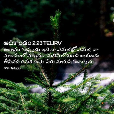 Picture 02 - ఆదికాండం 2:23 TELIRV - ఆదాము “ఇప్పుడు - Bible Verse Picture