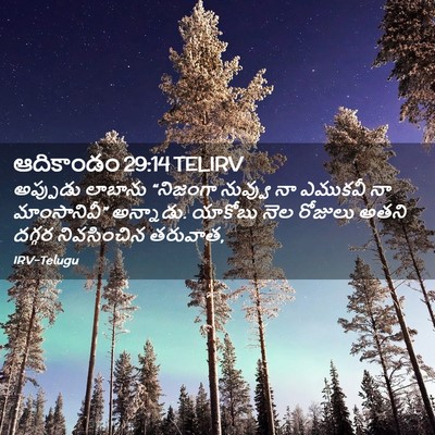 Picture 02 - ఆదికాండం 29:14 TELIRV - అప్పుడు లాబాను - Bible Verse Picture