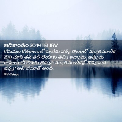 Picture 02 - ఆదికాండం 30:14 TELIRV - గోదుమల కోతకాలంలో - Bible Verse Picture