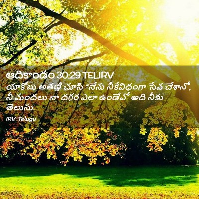 Picture 02 - ఆదికాండం 30:29 TELIRV - యాకోబు అతణ్ణి - Bible Verse Picture