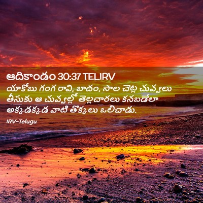Picture 02 - ఆదికాండం 30:37 TELIRV - యాకోబు గంగ రావి, - Bible Verse Picture
