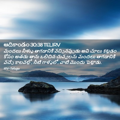 Picture 02 - ఆదికాండం 30:38 TELIRV - మందలు నీళ్ళు - Bible Verse Picture